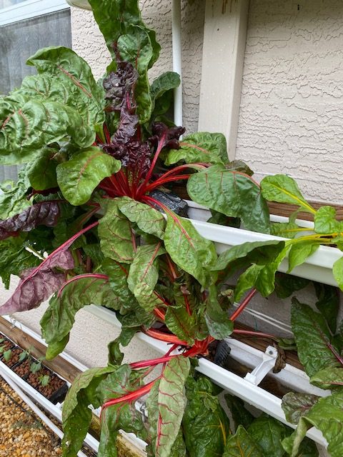 hydroponic vegetables