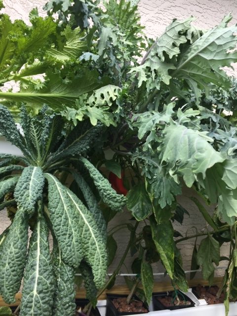 hydroponically grownn kale